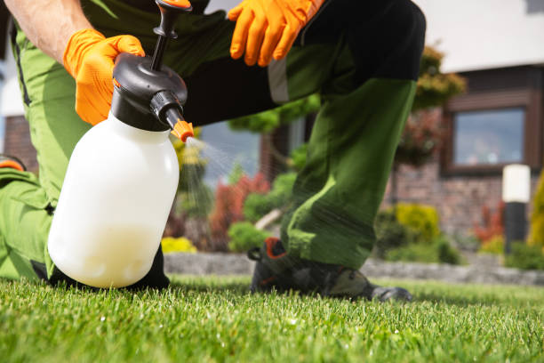 Wasp Removal Services in St Paul Park, MN