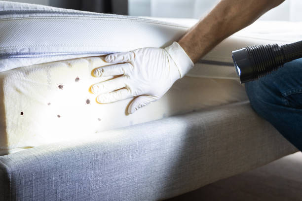 Reliable St Paul Park, MN Pest Control Solutions