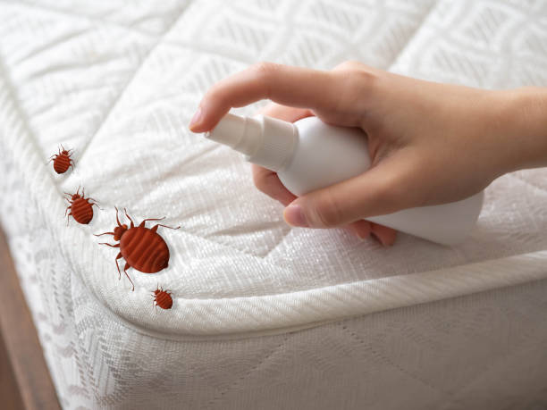 Best Emergency Pest Control  in St Paul Park, MN