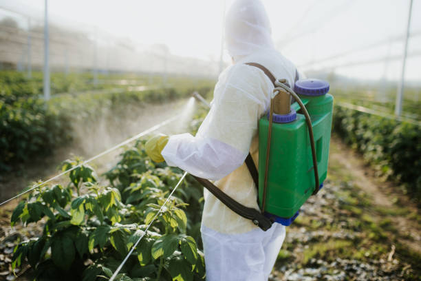 Wasp Removal Services in St Paul Park, MN